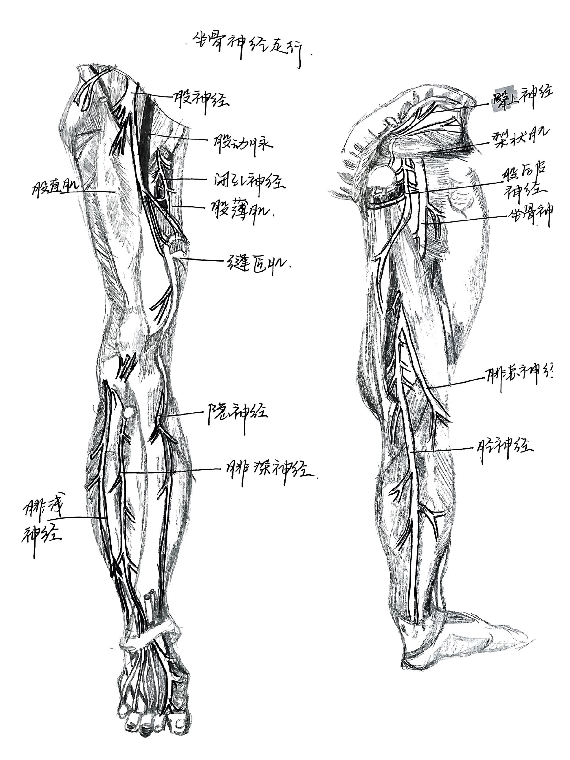 下肢重要神经分布手绘版