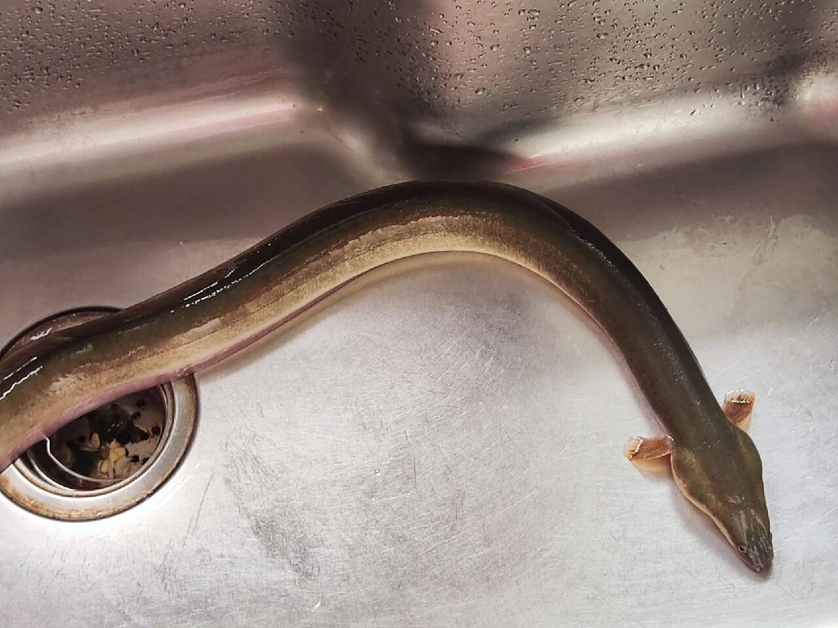 白鳝 野生白鳝鱼,大战三百回合才痛下sha手,放点豆腐皮炖出来,小朋友