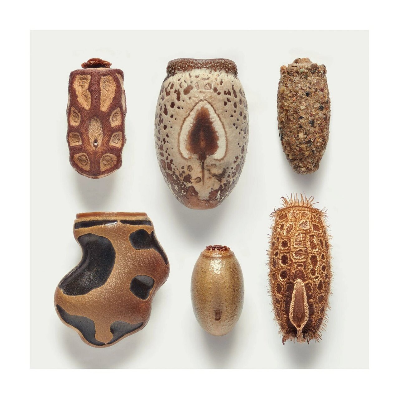 竹节虫卵 来自摄影师levon  biss拍摄的竹节虫卵高清照片,这些克里斯