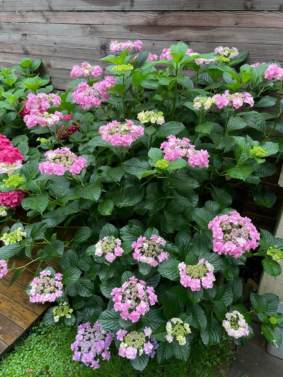 头花绣球完全可以种成一棵树 邻居两年前送的,直接种门口了,当时还不