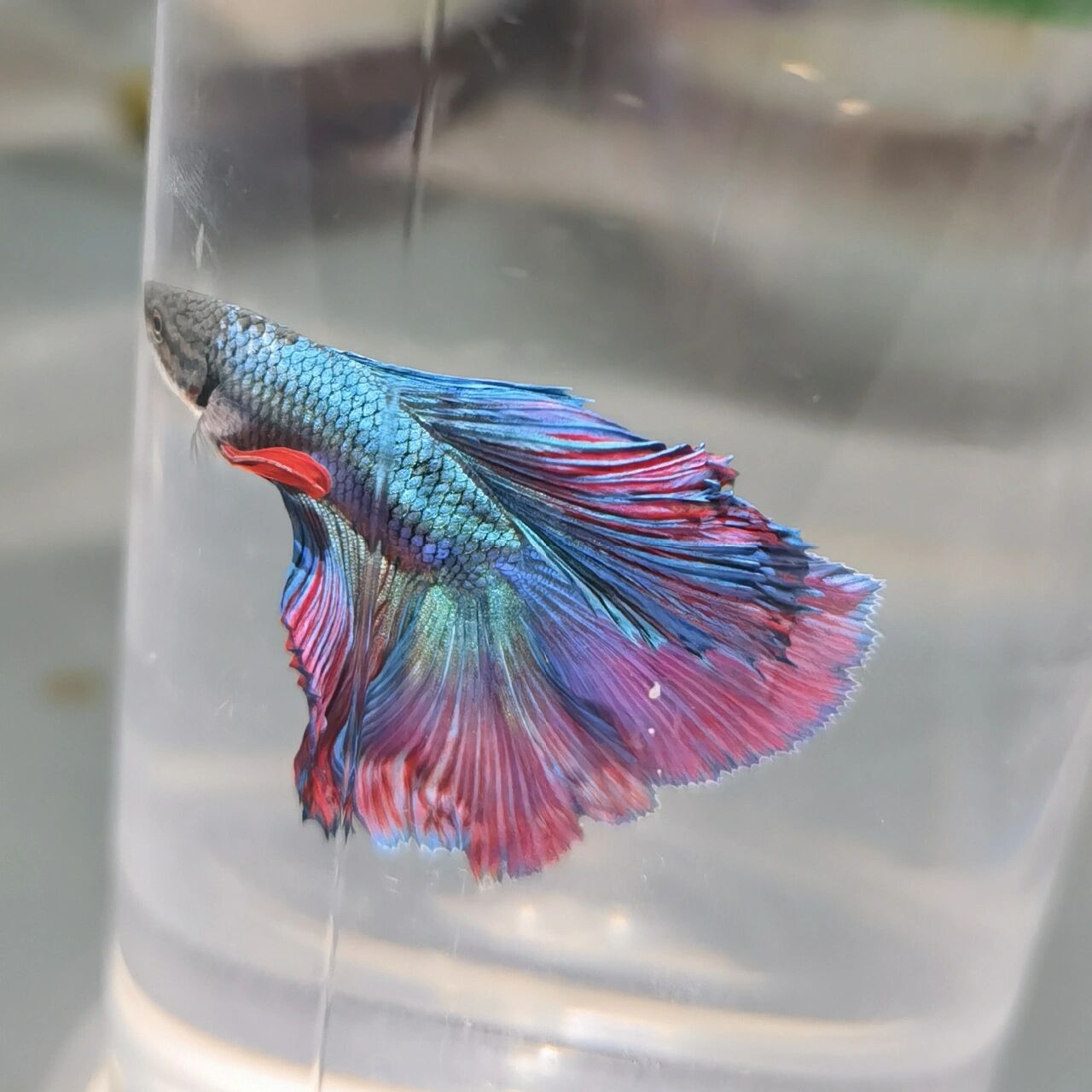 泰国斗鱼(又名婚纱鱼) 特意查下品种:泰国斗鱼(又名婚纱鱼),果然 名不