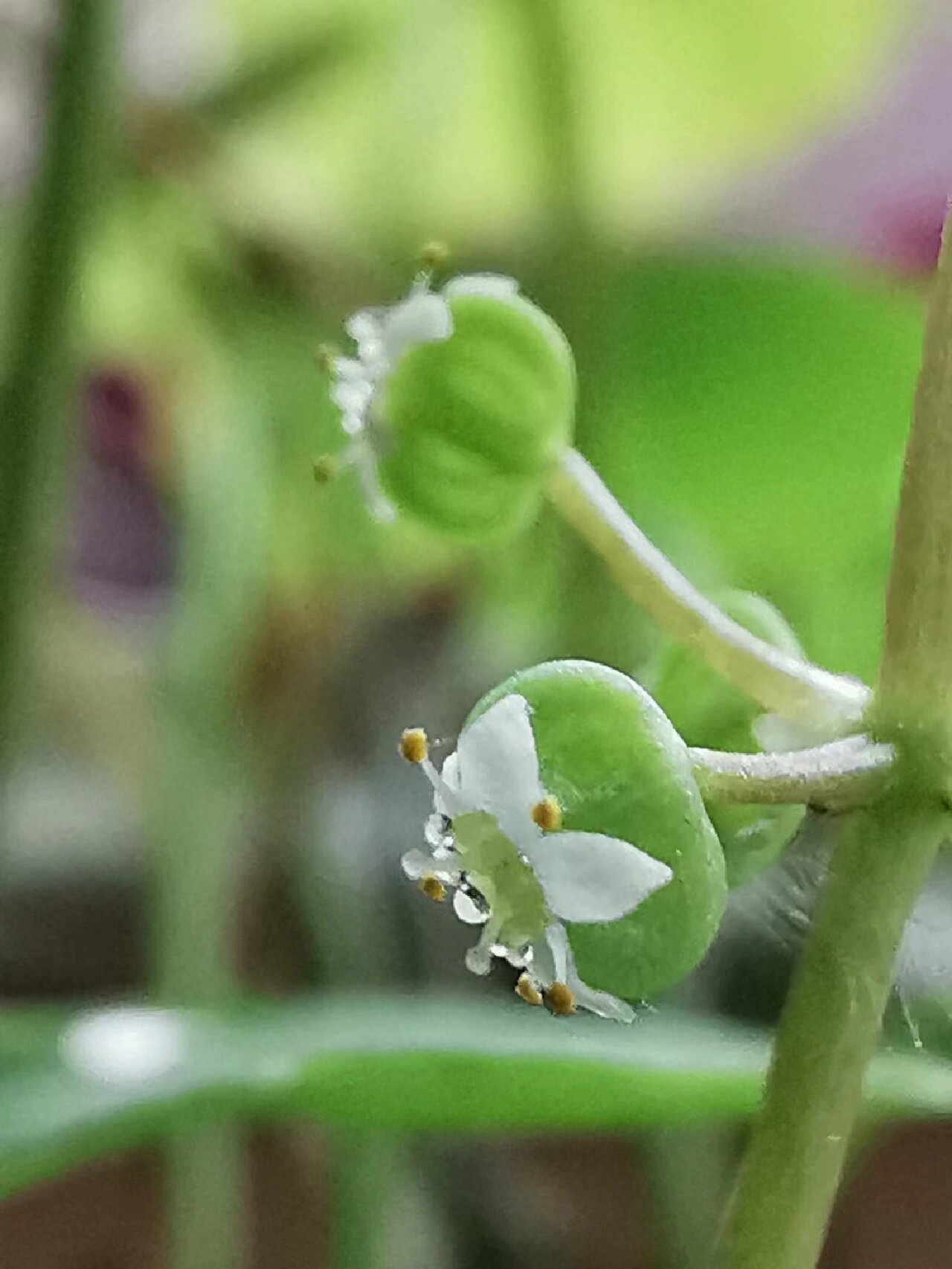 金钱草开花的样子图片