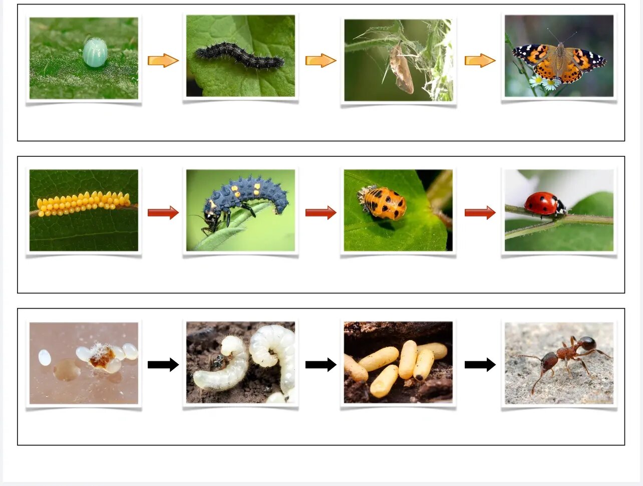 昆虫的生命周期 图