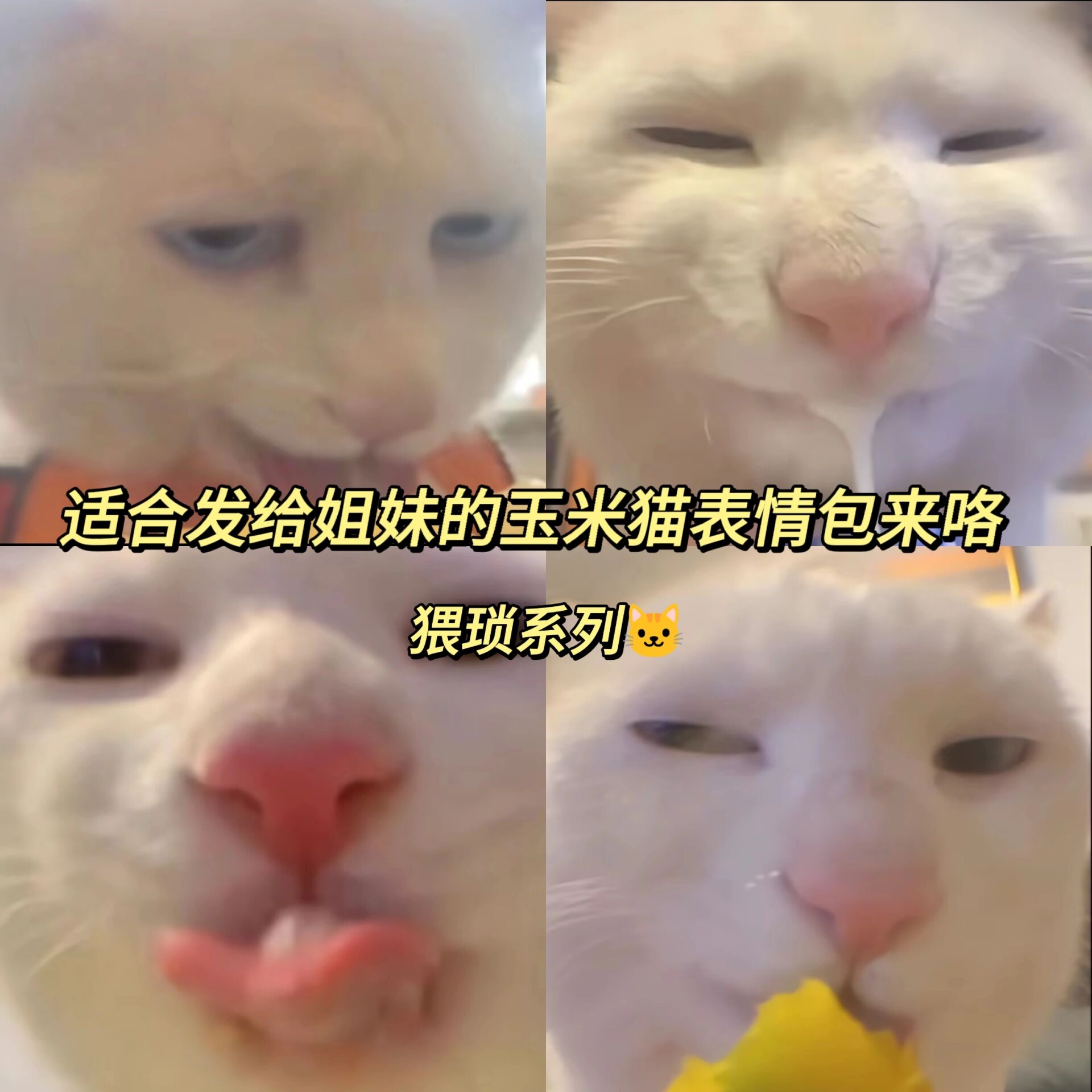 猥琐猫表情包小版图片