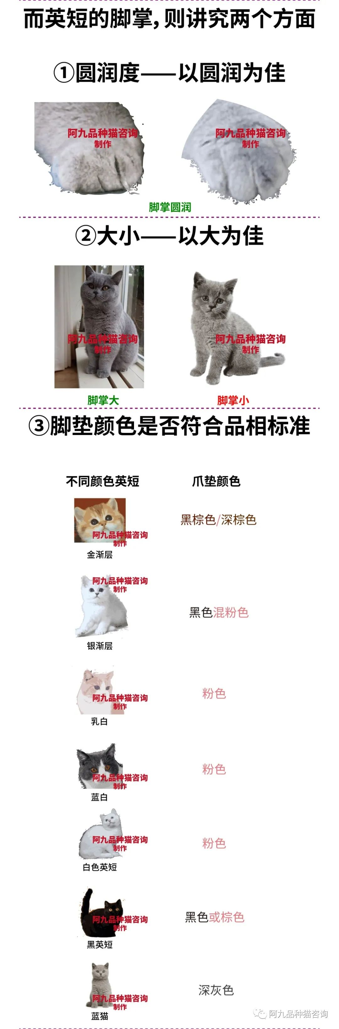 我们家的英短三花品相怎么样