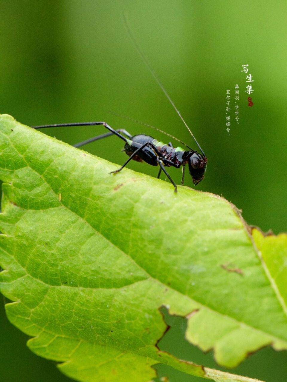 诗经螽斯图片