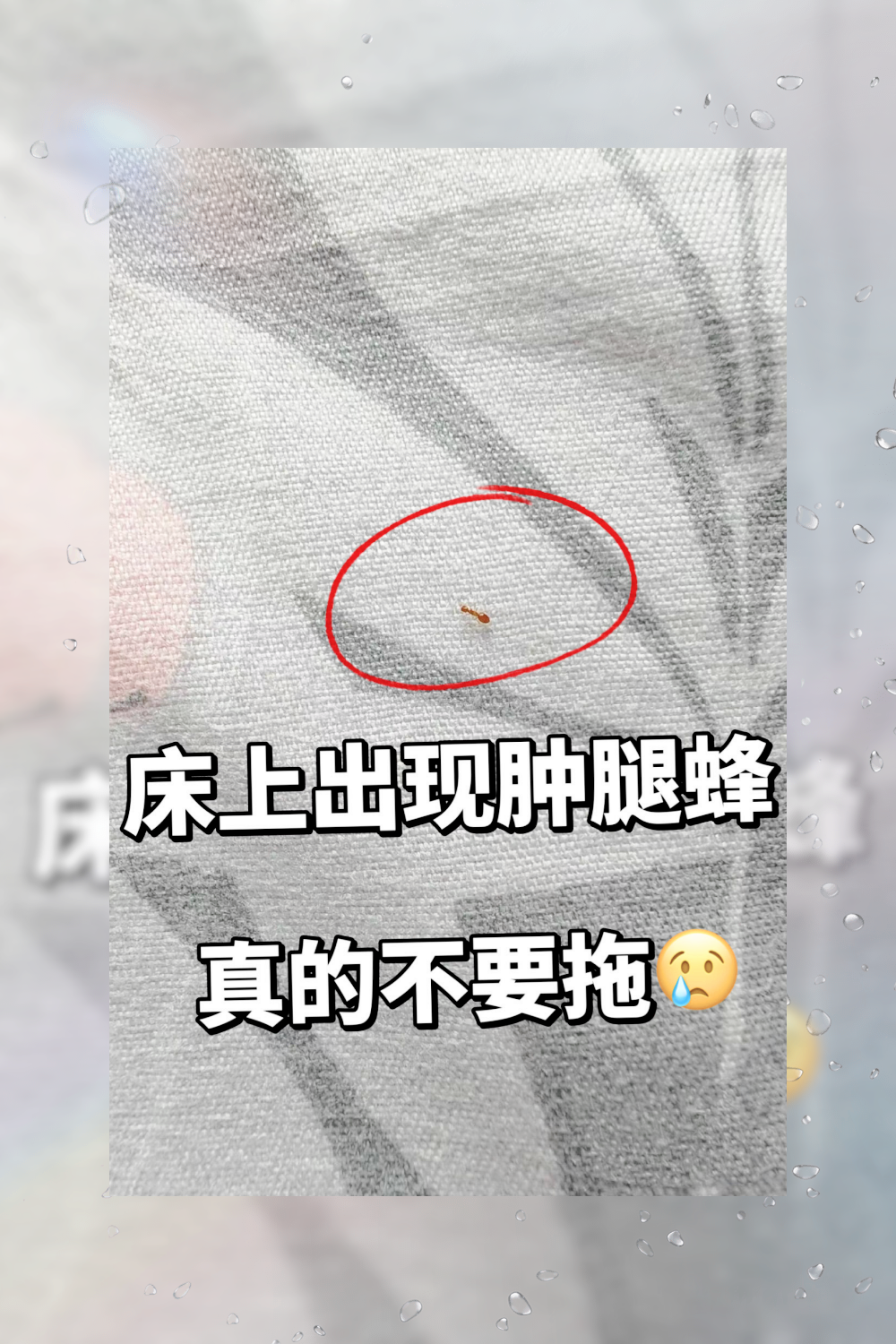 困扰我家十天的肿腿蜂终于被我解决了!