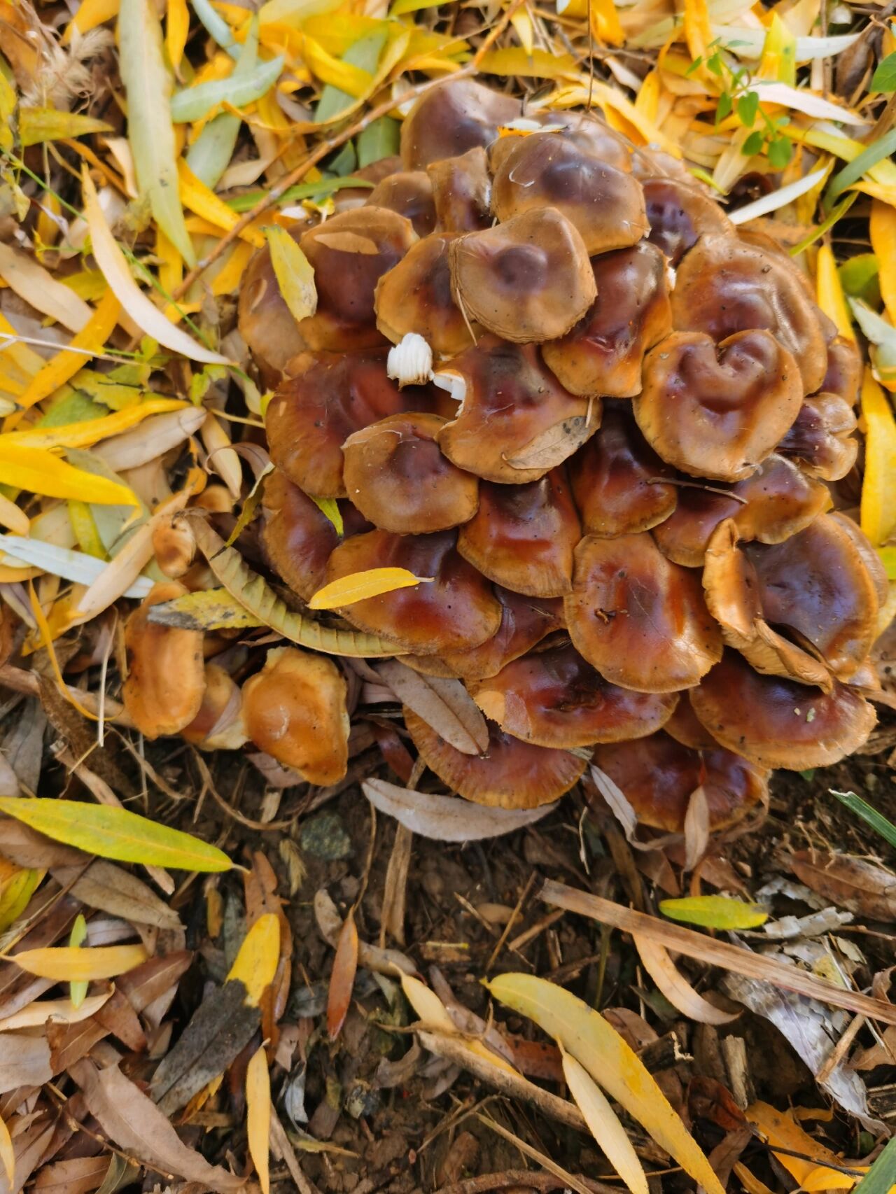 柳树下的蘑菇 两棵大柳树下边,长了三堆蘑菇