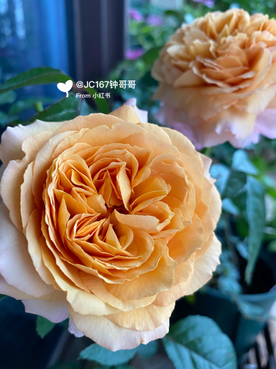 实拍|卡普里 月季:卡普里 非常勤花,耐开,散发浓烈的老玫瑰香味.