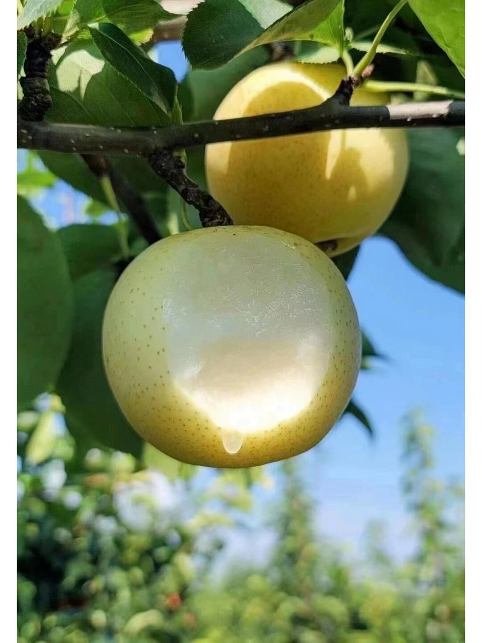 南阳特产黄金梨 自家种的黄金梨便宜卖了,中秋送礼首选