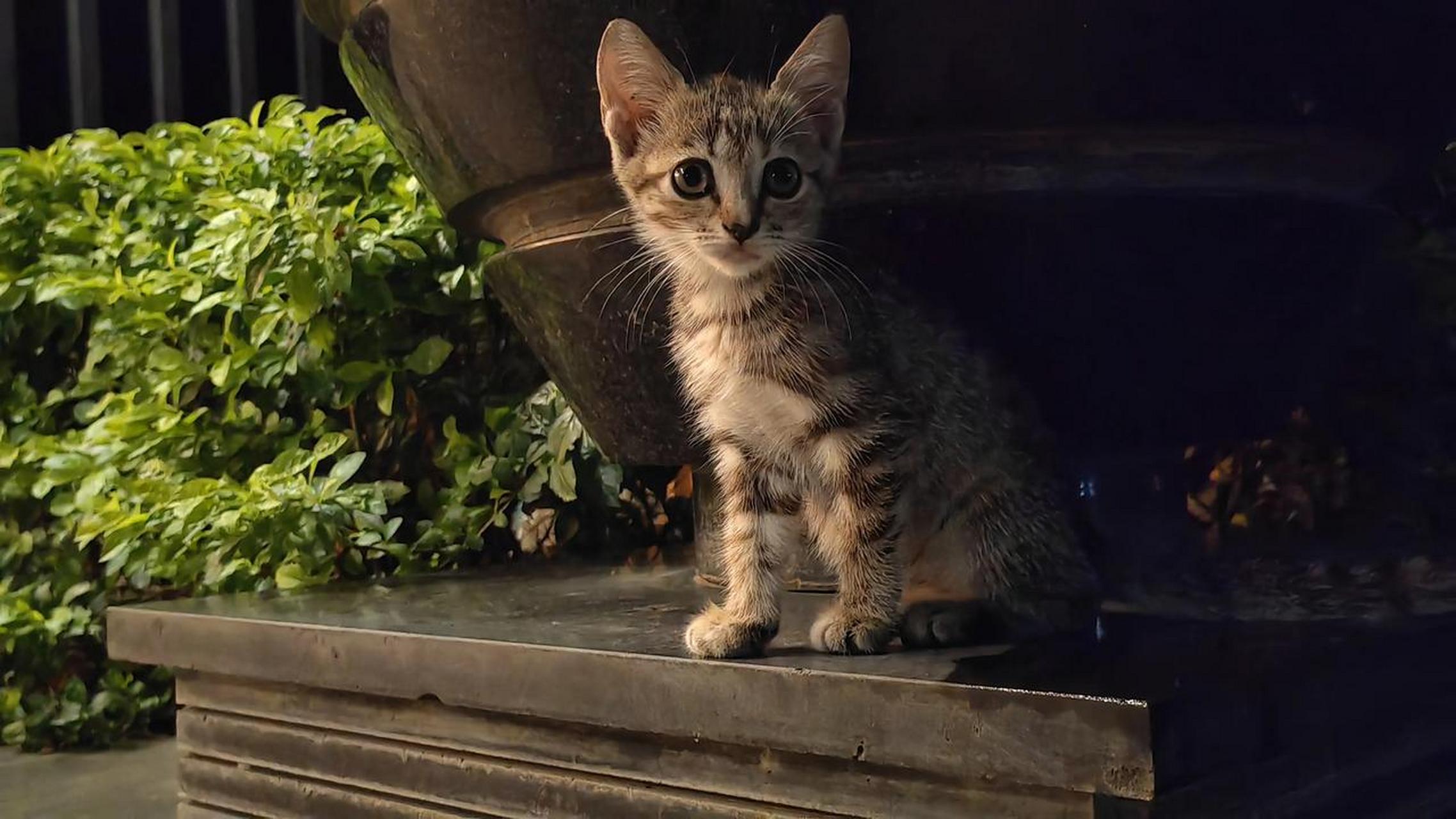 可爱的流浪猫