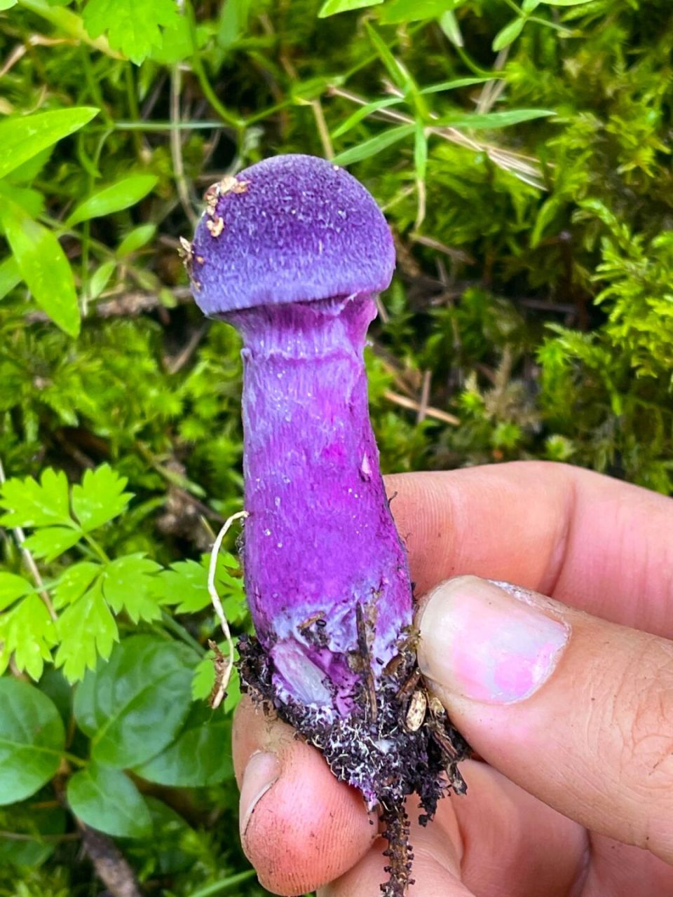 好看又好吃的蘑菇…被我丢了 请问这是什么蘑菇?