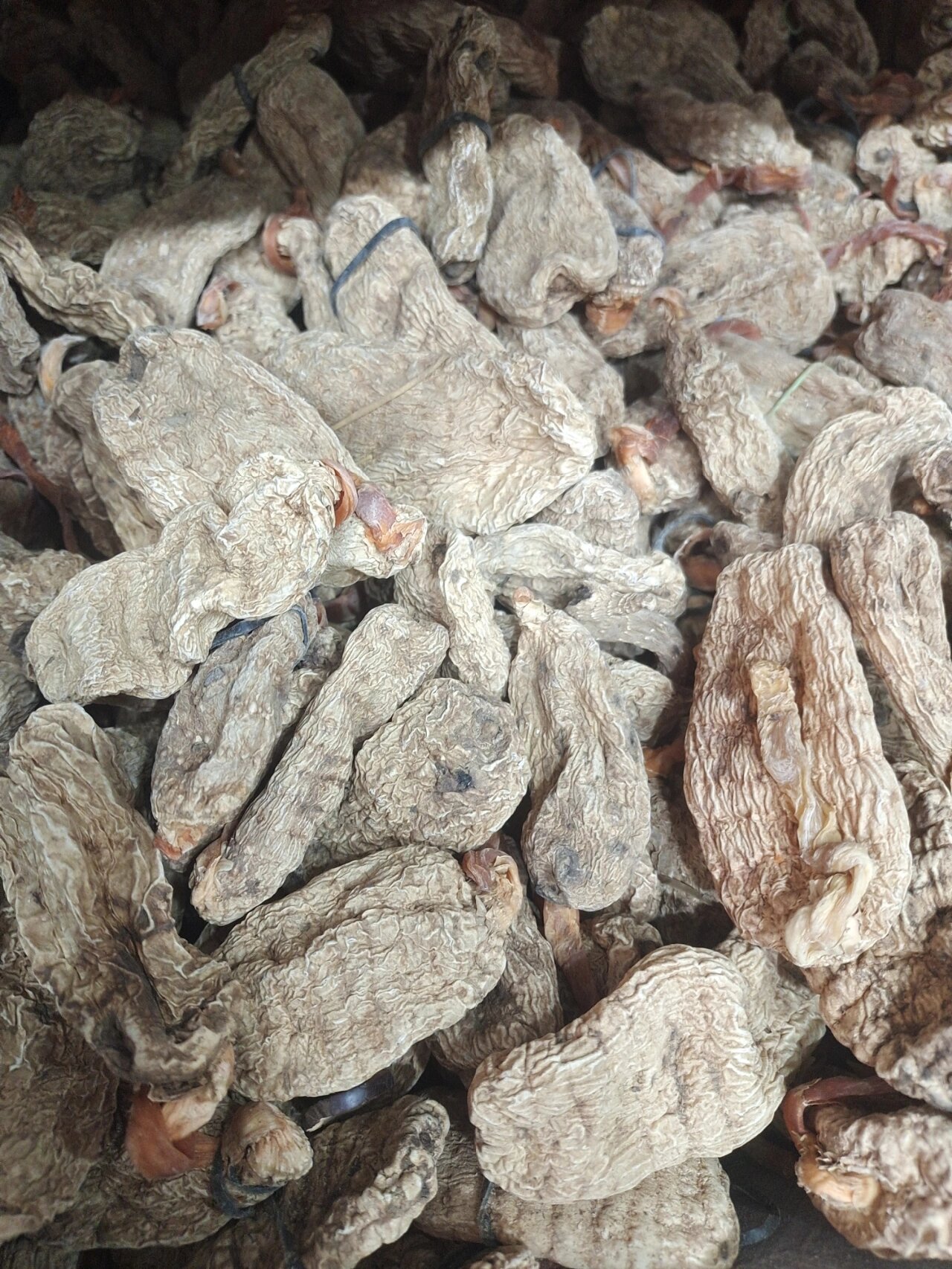 西藏天麻 西藏野生红嘴天麻