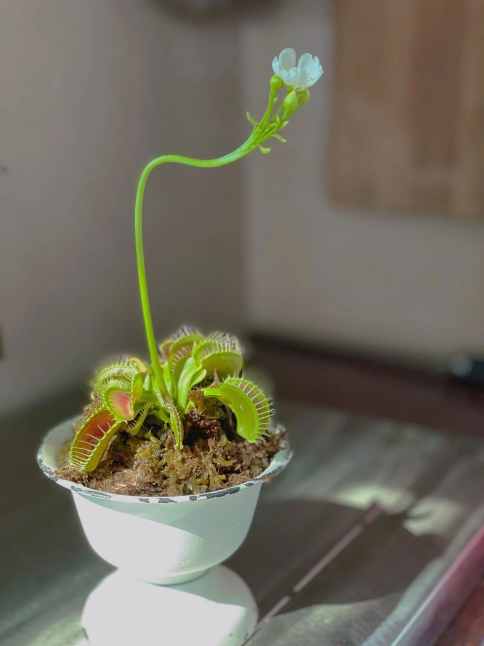 捕蝇草的花 在花卉市场上第一次看到开花的捕蝇草 原来捕蝇草开花是