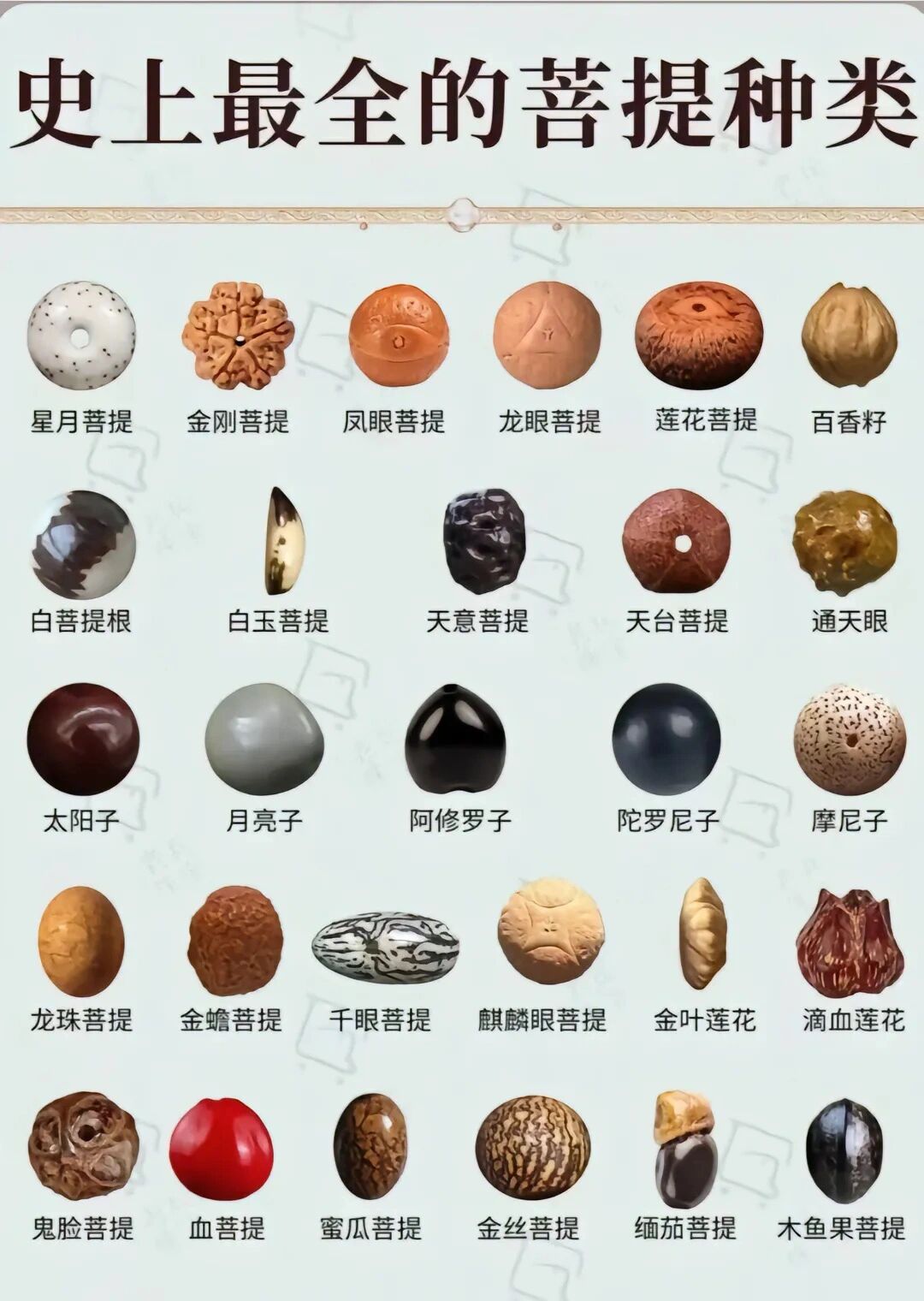 菩提子种类大全