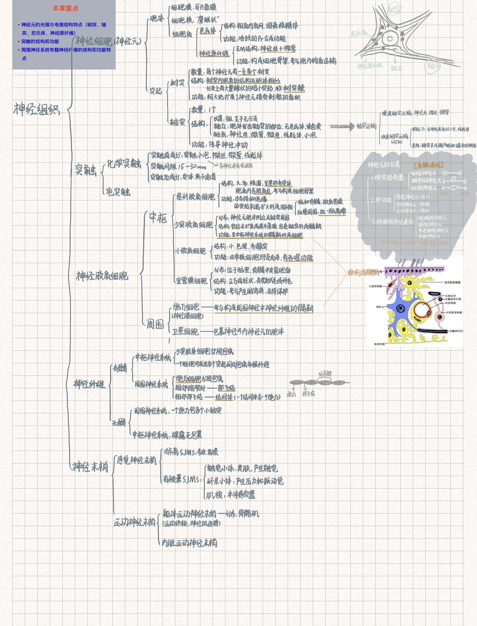 神经组织思维导图组胚图片