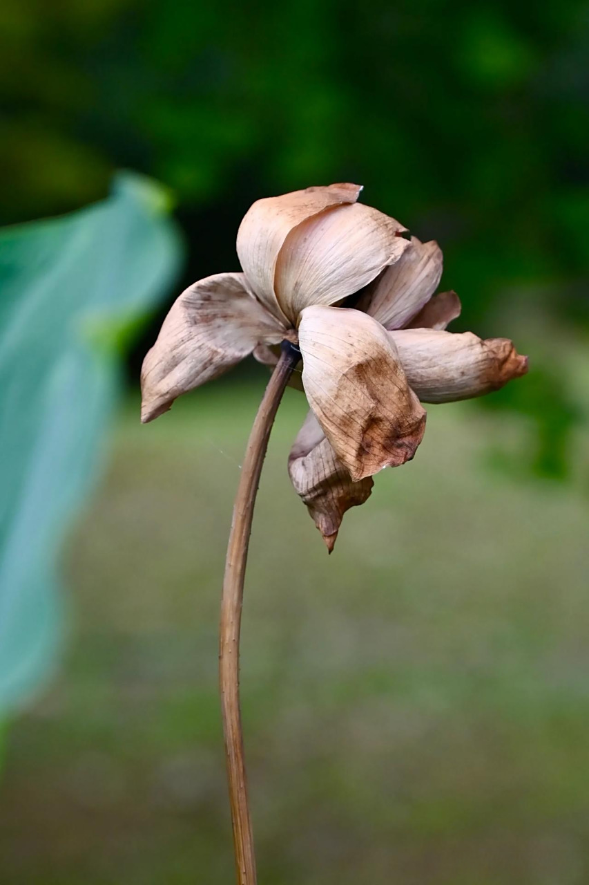 生命的起伏,荷花的开放和凋谢,  仿佛是人生的一个缩影.