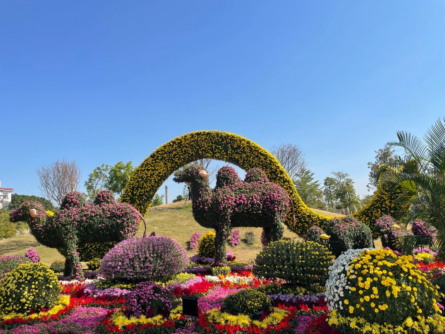 2021小榄菊花展图片