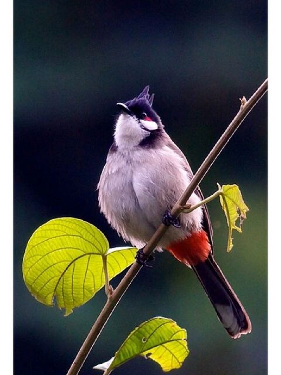 红耳鹎,集万千"才华"于一身 简单介绍下,我们是鹎科鹎属的鸟类.