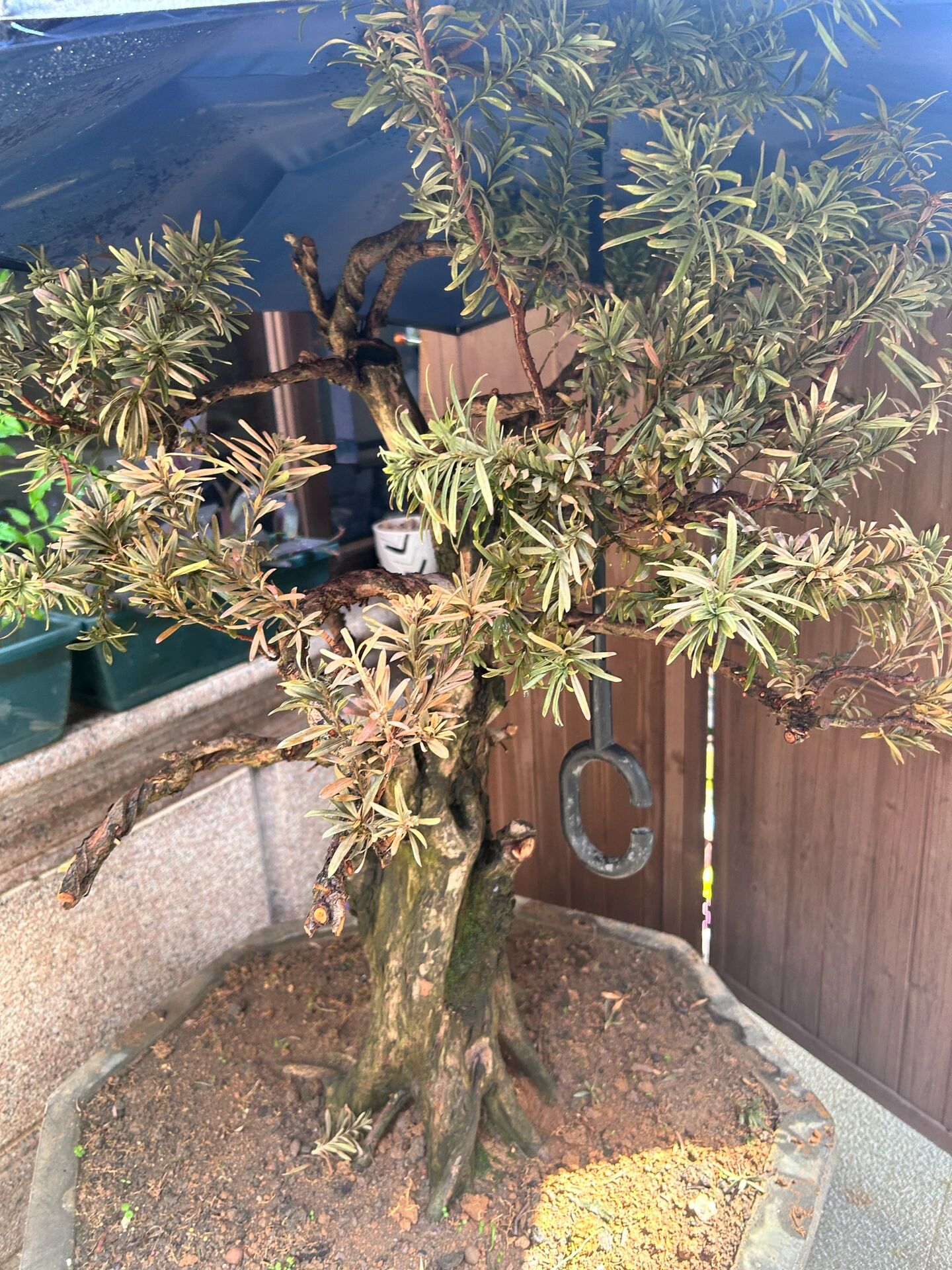 罗汉松叶子干枯怎么办呀