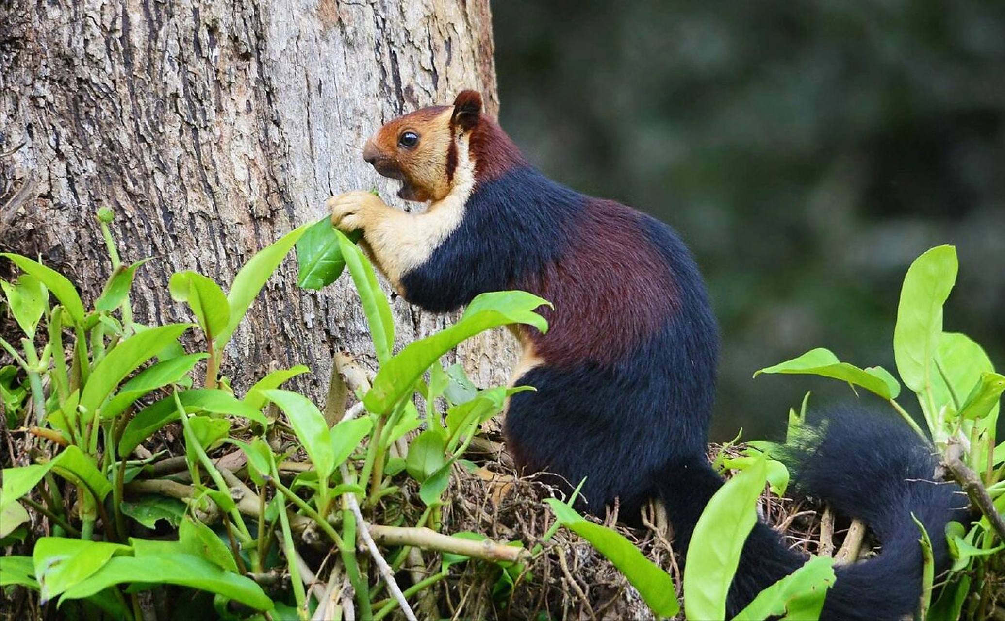 彩色的松鼠 这种松鼠就是马拉巴尔巨松鼠,也叫印度巨松鼠,它有着一身