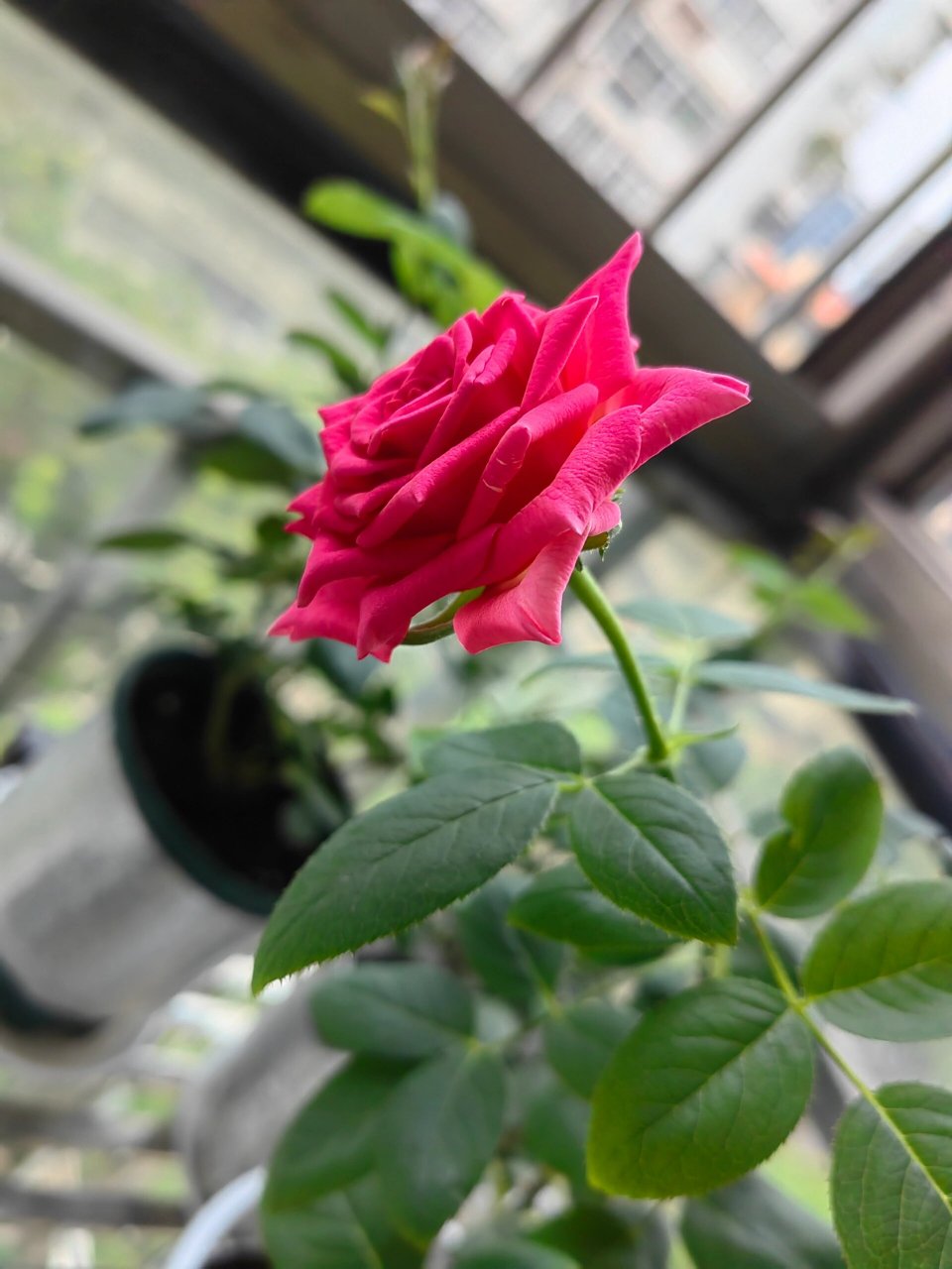 弗洛伊德 月季夏花