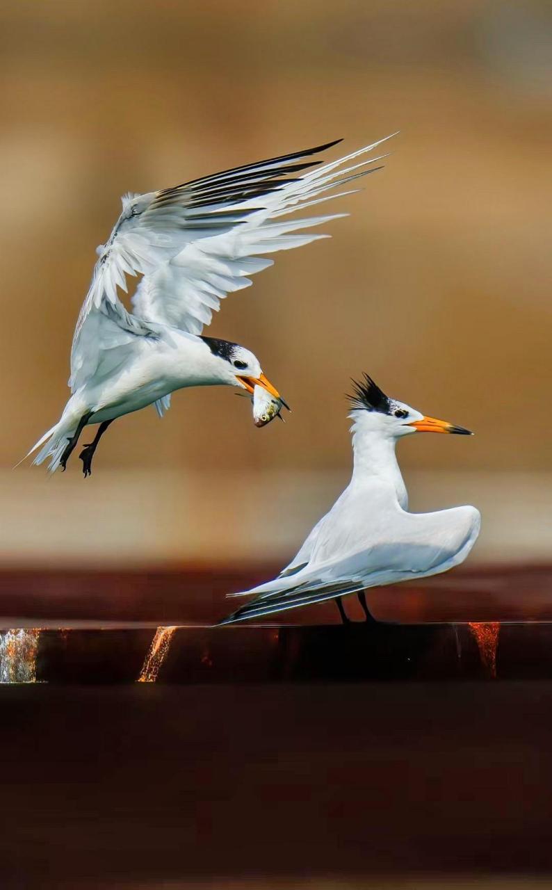 又名黑嘴端凤头燕鸥,神话之鸟,是世界上最濒危的鸟种之一,是鸥科鸟类