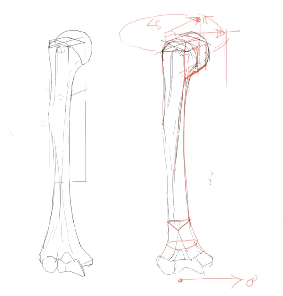 肱骨手绘简易图图片