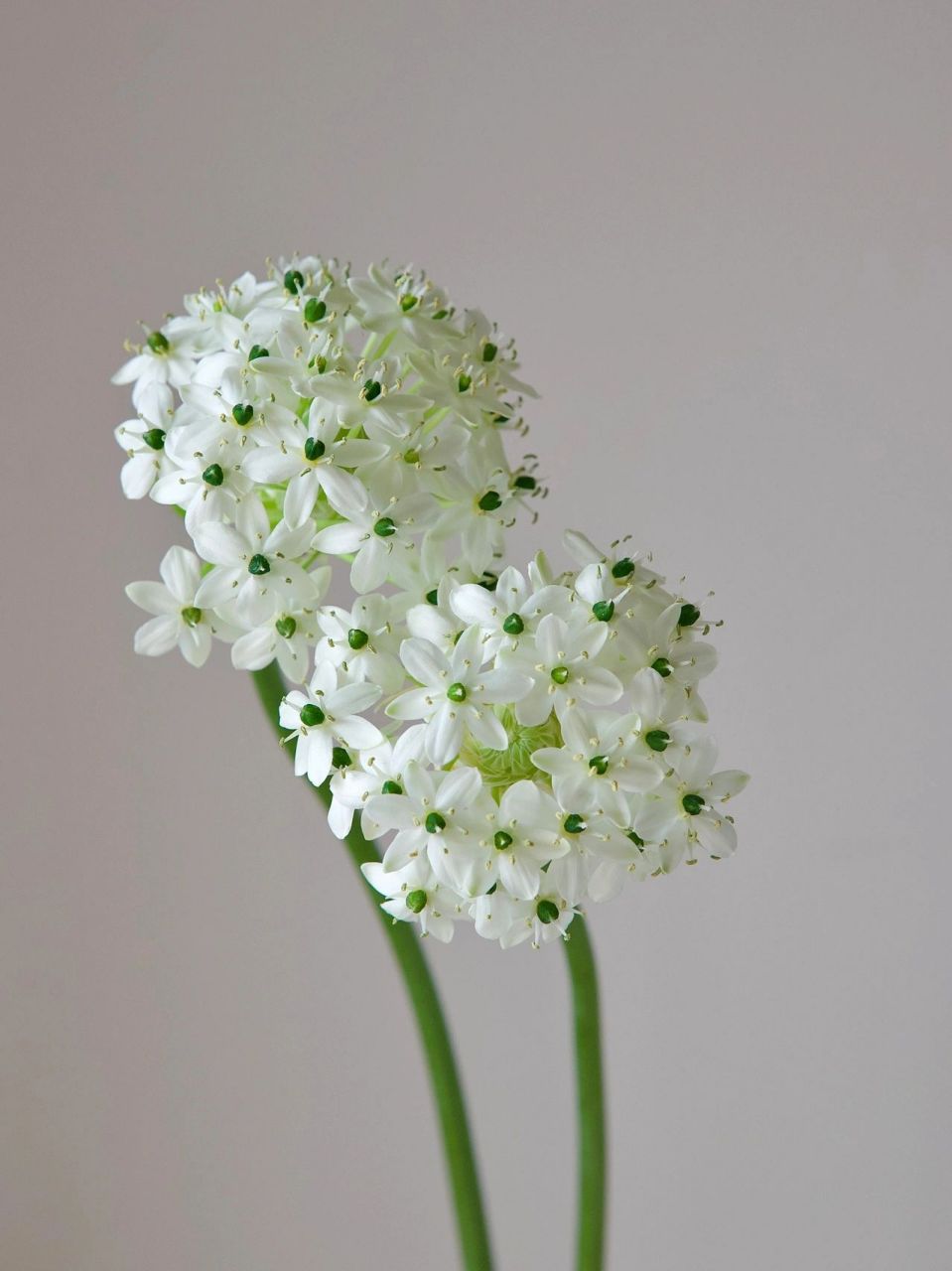 花材分享 | 天鹅绒78 天鹅绒/伯利恒之星是百合科多年生球根植物