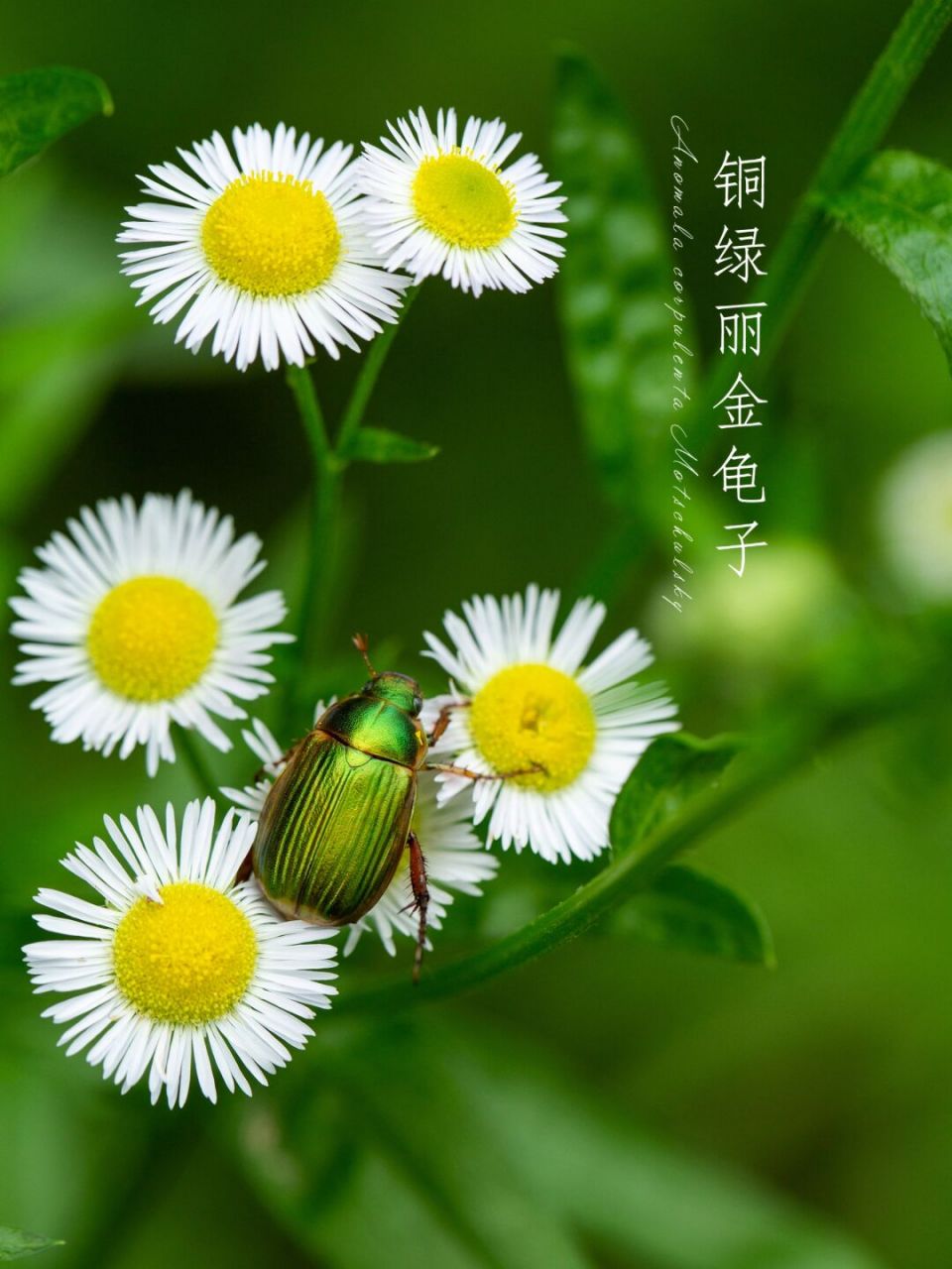 【写生百科】 铜绿丽金龟(拉丁学名:anomala corpulenta