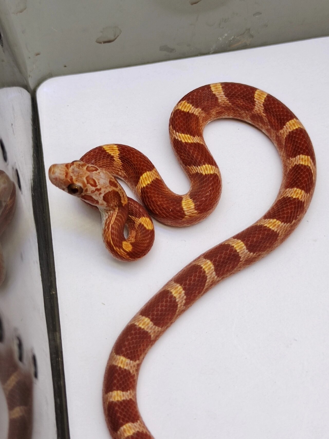 玉米蛇 淡黑血红玉米蛇大苗 越长大越红系列