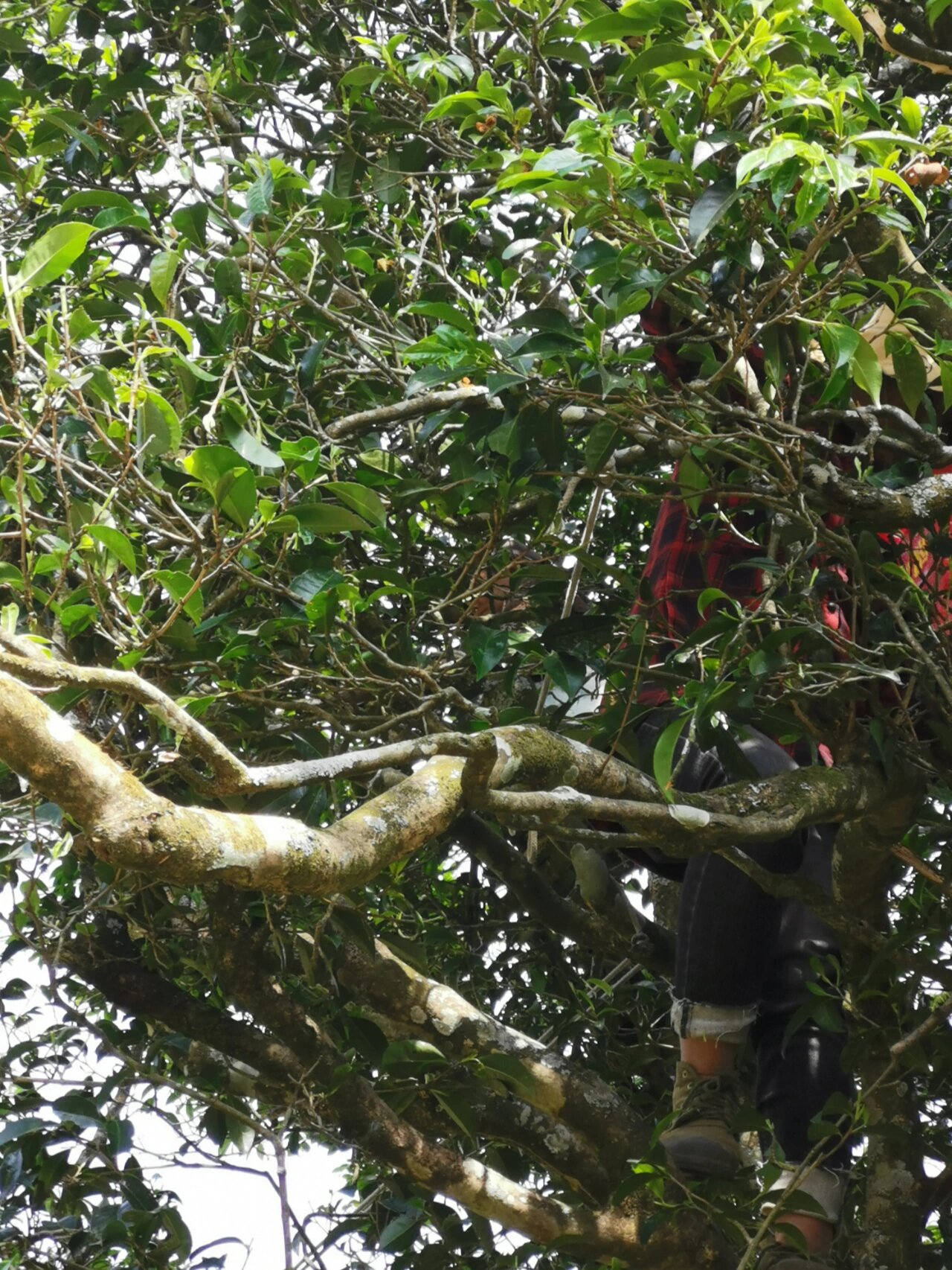 被遗落的云南古树群,走进漭水黄家寨古茶林 澜沧江流域是茶的故乡,而
