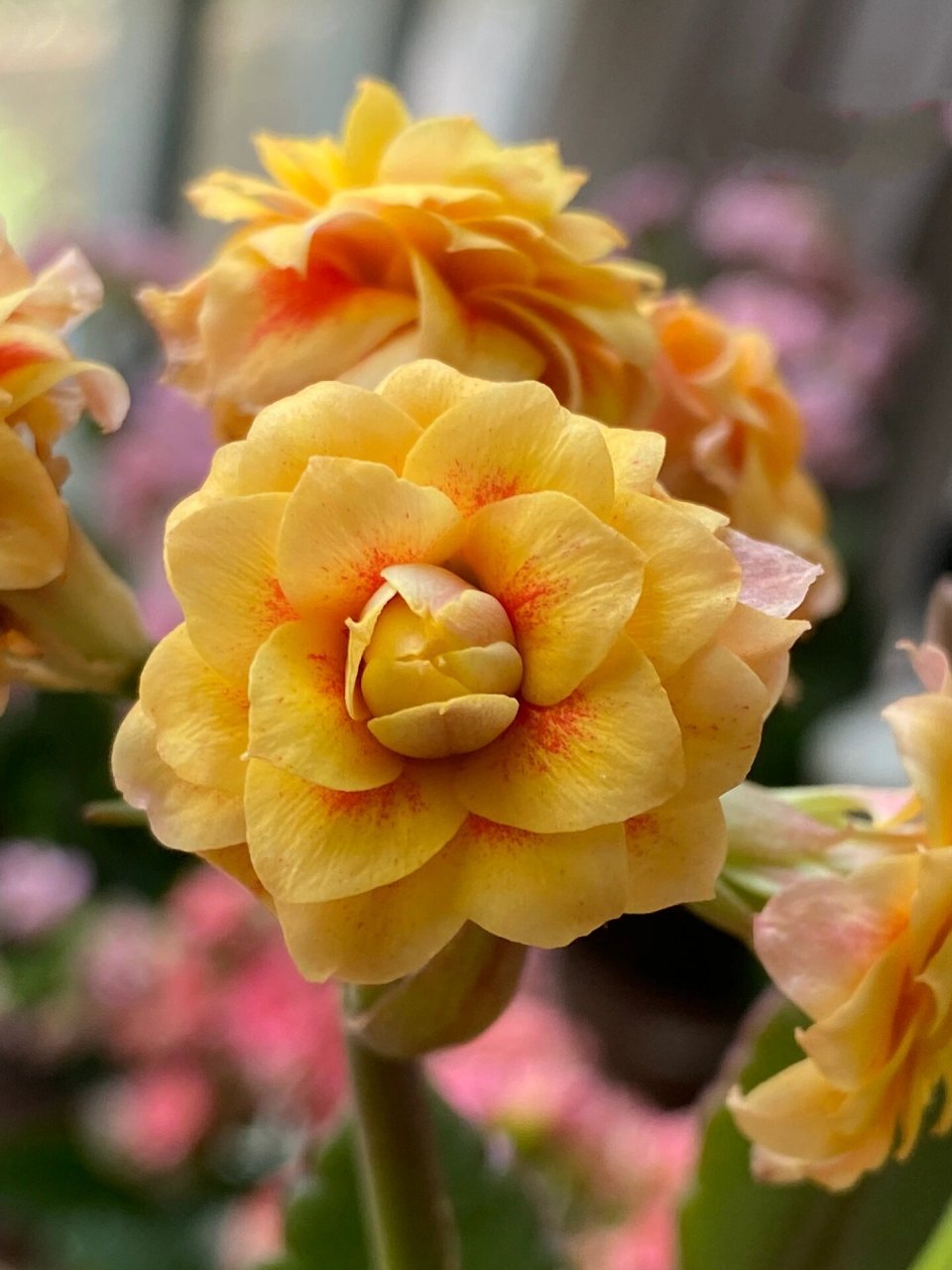 太阳神(流金岁月)～(50)记录长寿花的日常 太阳神也叫流金岁月,传系列