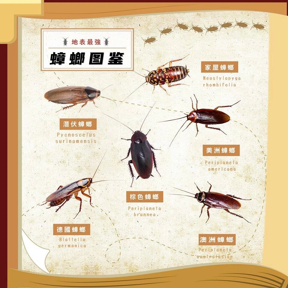 地表最强,蟑螂图鉴09