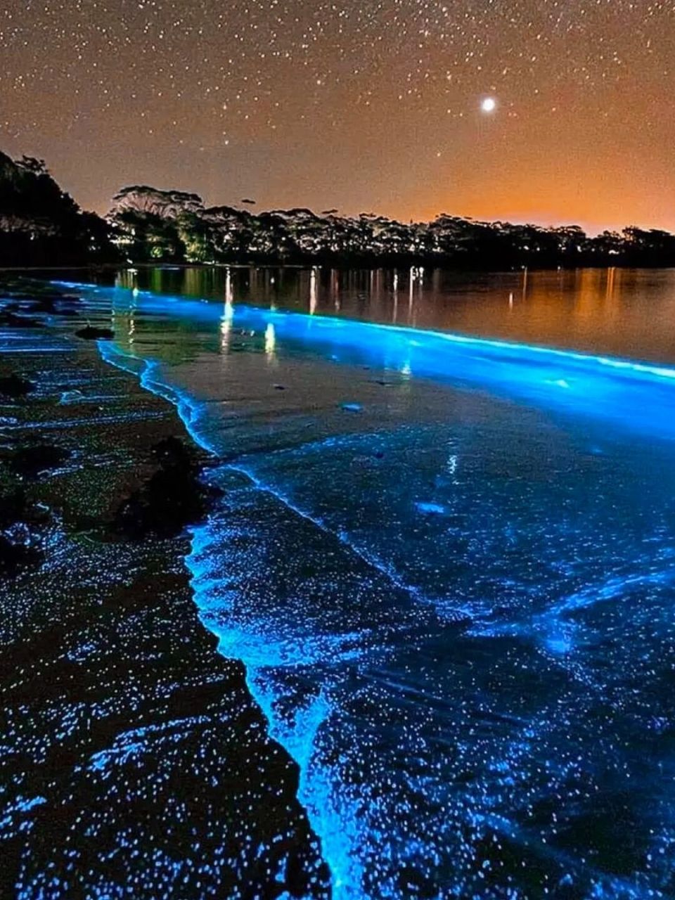 澳大利亚蓝眼泪91星星坠落人间78绝美荧光海 palm