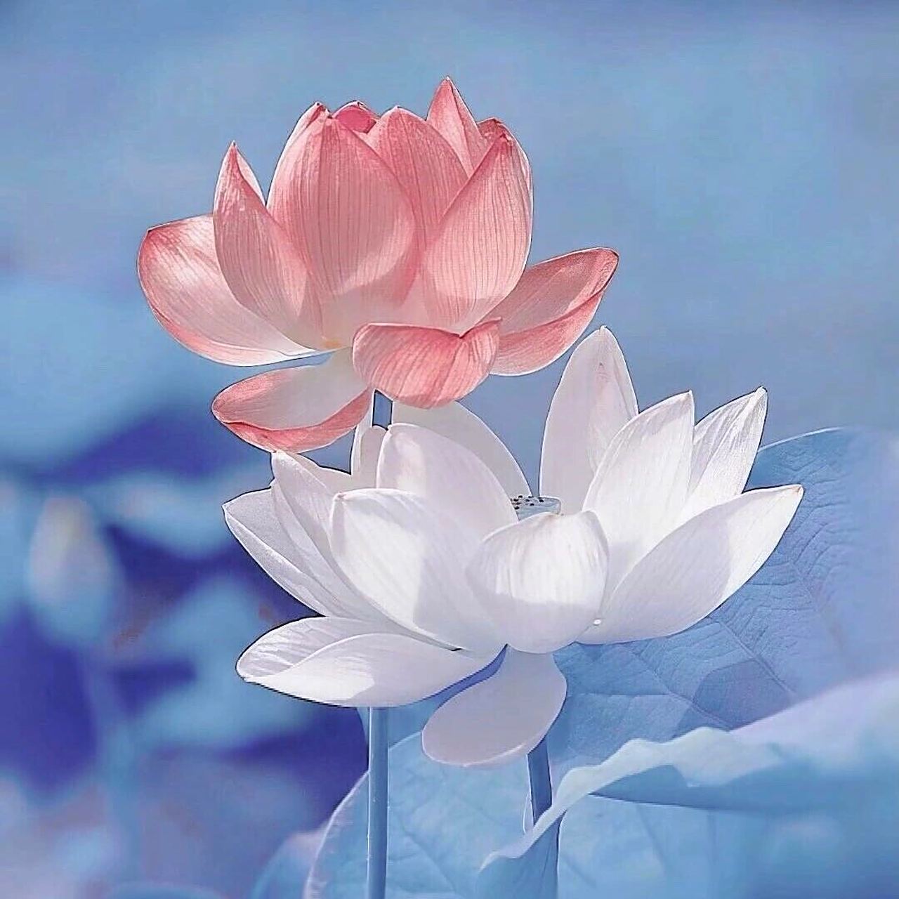 高质量荷花头像