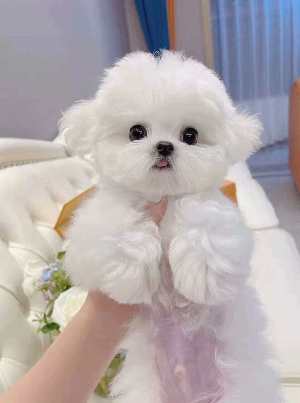 纯种比熊幼犬法国卷毛比熊犬泰迪幼犬泰迪狗茶杯犬小型迷你宠物狗