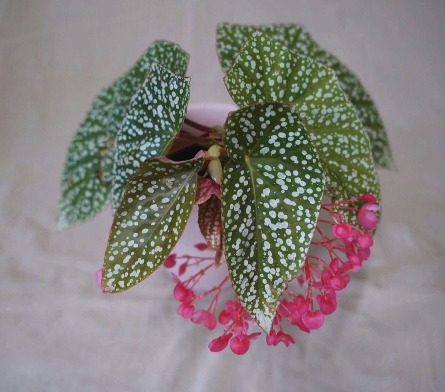 96 植物名称: 富士山秋海棠 养护tips: 1.