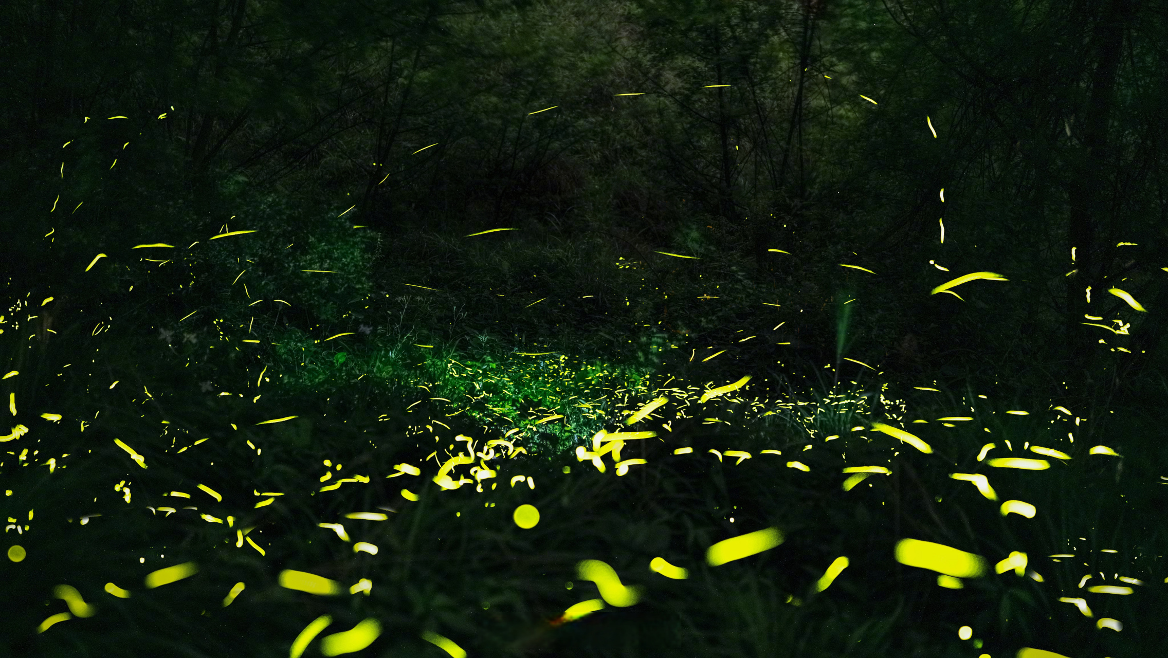 【眉山青神:萤火虫点亮乡村"夜经济"】#四川城市服务台# 在眉山青神