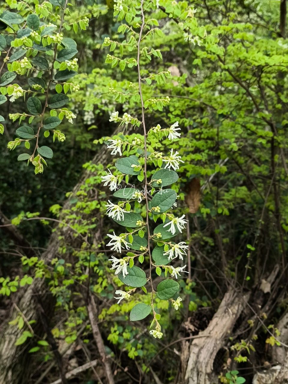 檵木 02loropetalum chinense 檵(jì)木,金縷梅科檵木屬,多年生