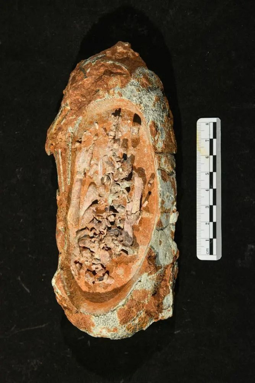 小而脆弱,极少能被以化石形式保存下来,这两枚珍贵恐龙胚胎化石将为研