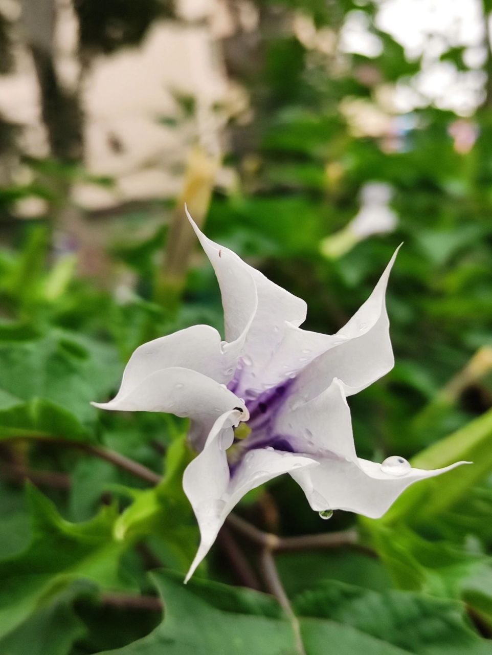 曼陀罗花 生活中的曼陀罗,是大自然中的另类,曼陀罗不仅可用于麻醉