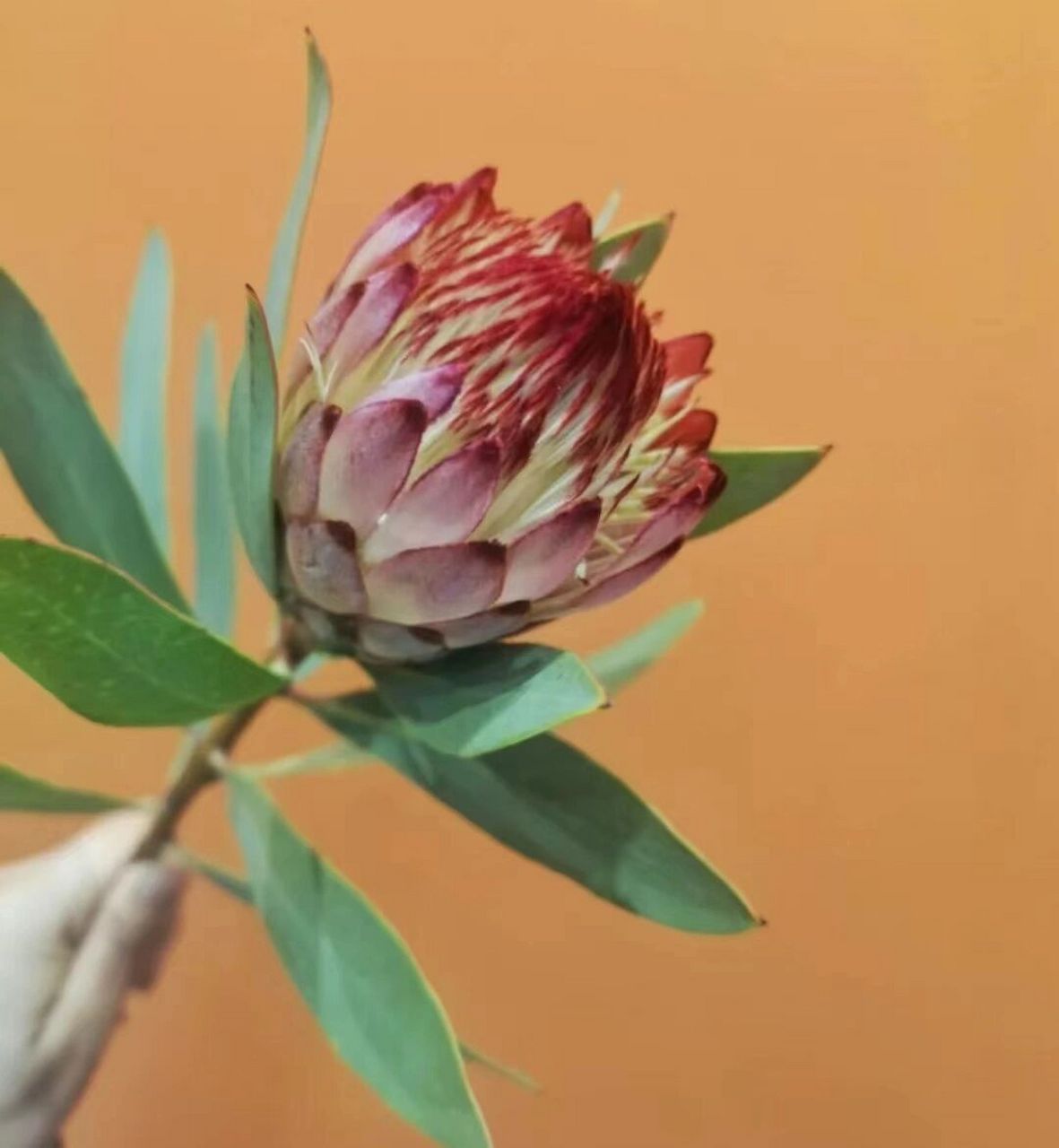 识花系列|南非进口花材(公主帝王花)   帝王花与公主花原本产于南非