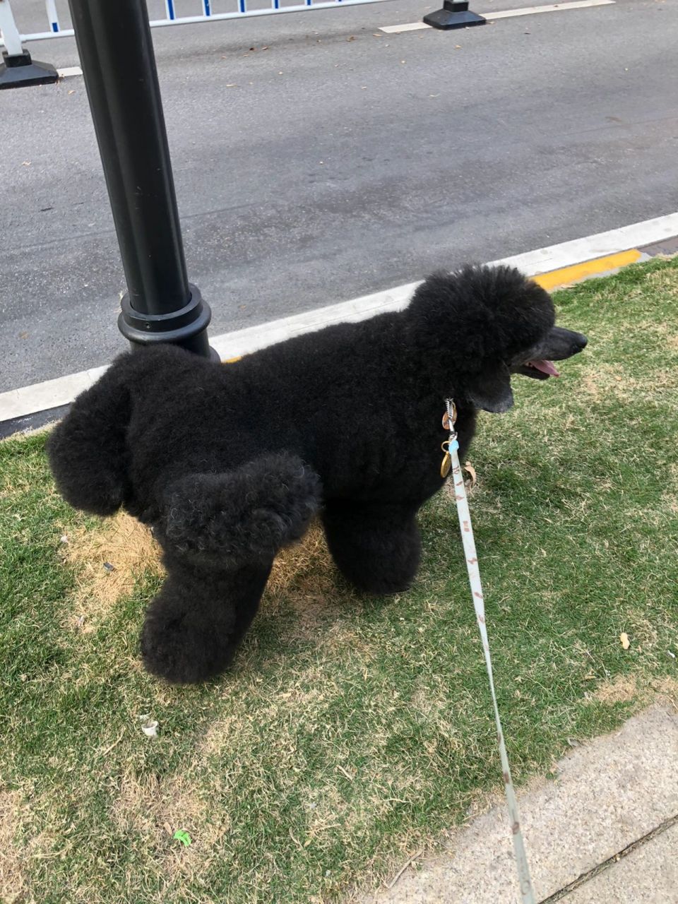 贵宾犬中的冷门 ——中型贵宾 绝对气质