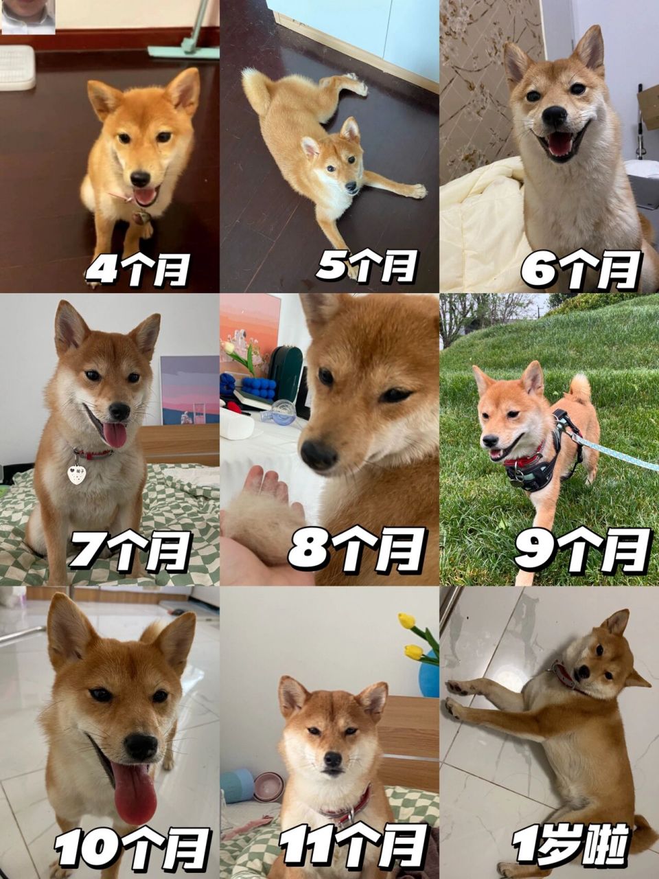 柴犬尴尬期能有多丑6015亲妈落泪 养柴犬前做了很多攻略,对尴尬期