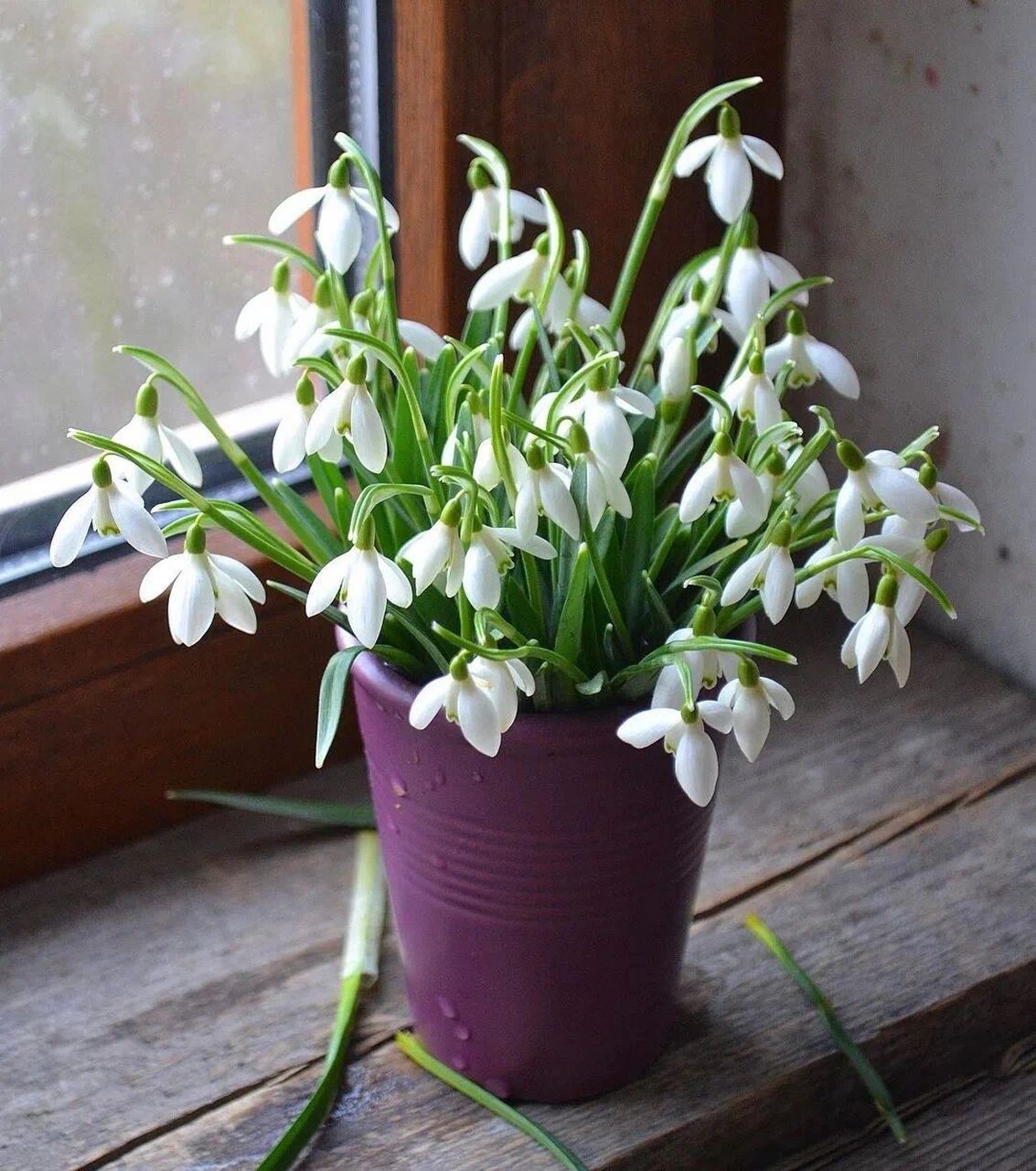 雪片莲株形矮小,在绿色的叶丛中,悬挂着铃铛似的花朵,娇小玲珑,雪白的