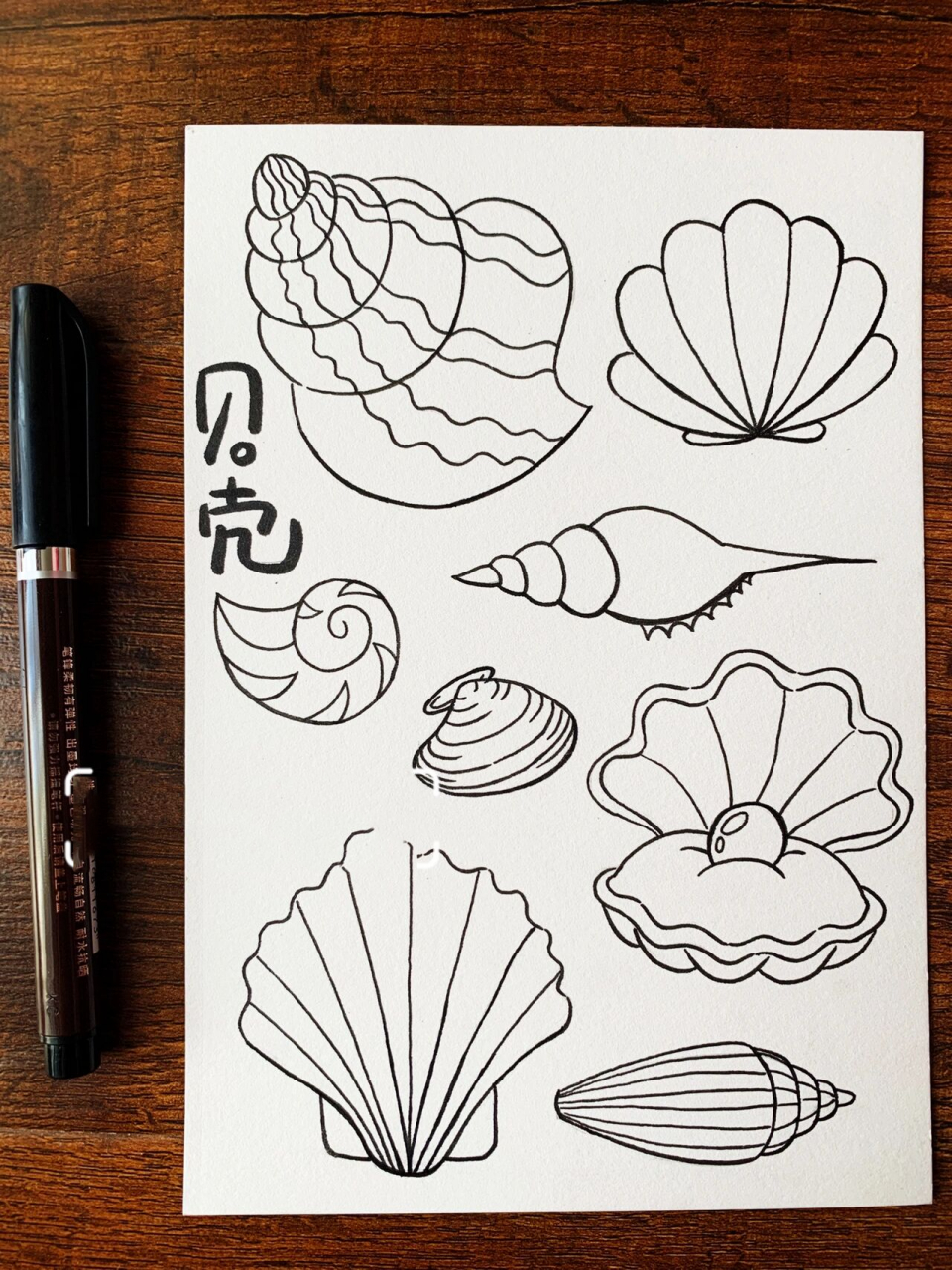海螺贝壳手帐手绘简笔画素材黑白线稿上色图            生活在大海边