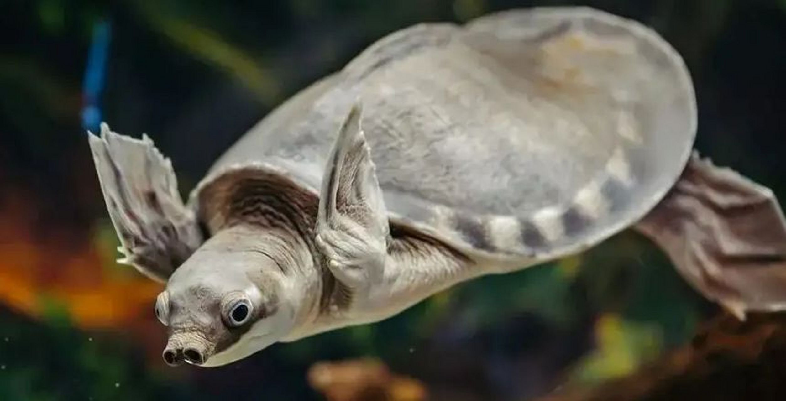 如何正确的饲养猪鼻龟 猪鼻龟的饲养,如今养个龟宠在如今已经是随处