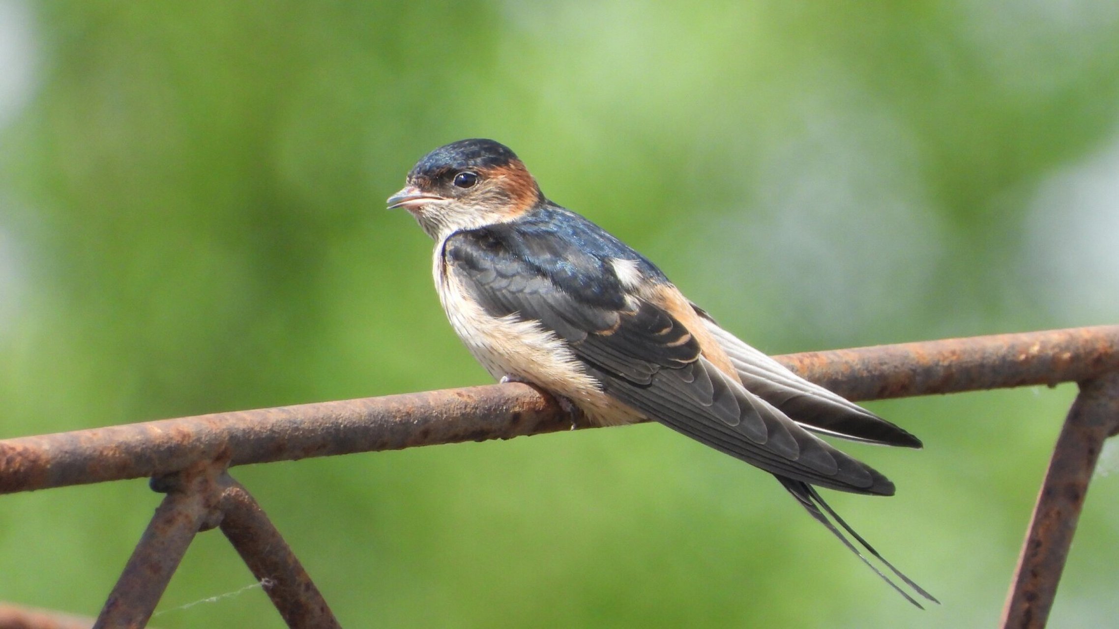 金腰燕 地点:乌兰浩特洮儿河国家湿地公园