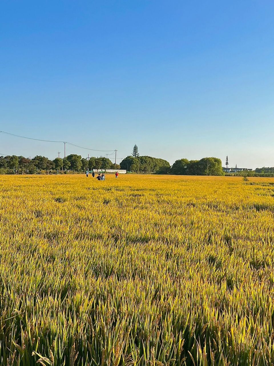 这一定是莲花岛坠美的蟹庄了90坐拥一整片稻田 秋风习习,满田的稻花